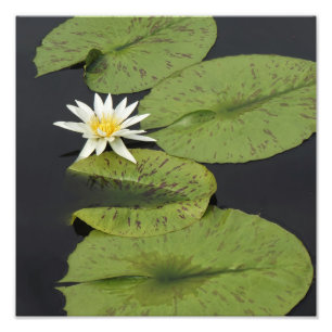 12"x12" Waterlelie Foto Afdruk