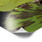 12"x12" Waterlelie Foto Afdruk (Hoek)