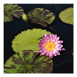12"x12" Waterlelie Foto Afdruk