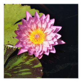 12"x12" Waterlelie Foto Afdruk