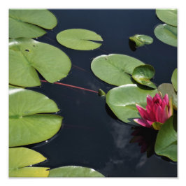 12"x12" Waterlelie Foto Afdruk