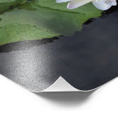 12"x12" Waterlelie Foto Afdruk (Hoek)