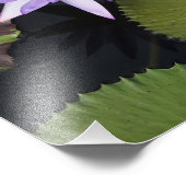 12"x12" Waterlelie Foto Afdruk (Hoek)