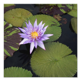 12"x12" Waterlelie Foto Afdruk