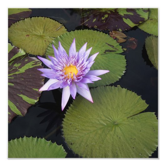 12"x12" Waterlelie Foto Afdruk (Voorkant)