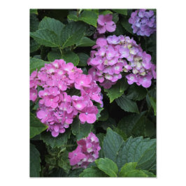 12"x16"Roze Hydrangea Foto Afdruk