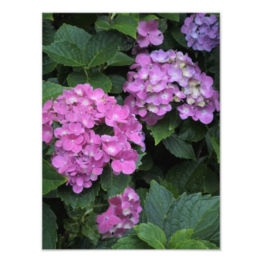 12"x16"Roze Hydrangea Foto Afdruk (Voorkant)