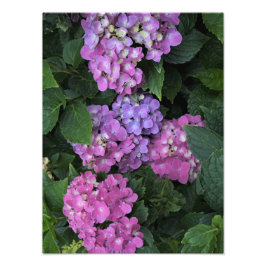 12"x16"Roze Hydrangea Foto Afdruk