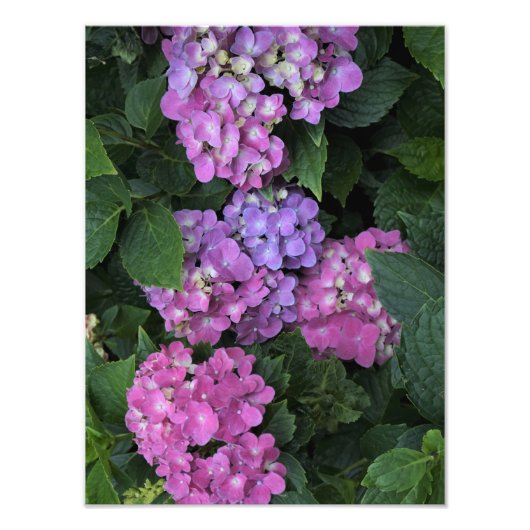 12"x16"Roze Hydrangea Foto Afdruk (Voorkant)