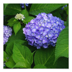 12 x 12-inch lavendelhortensia foto afdruk