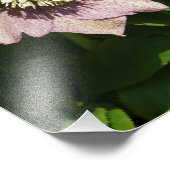 12 x 12-inch roze hellebore foto afdruk (Hoek)