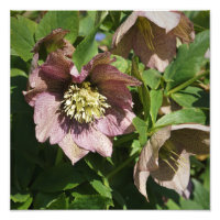 12 x 12-inch roze hellebore
