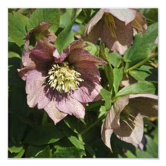 12 x 12-inch roze hellebore foto afdruk (Voorkant)