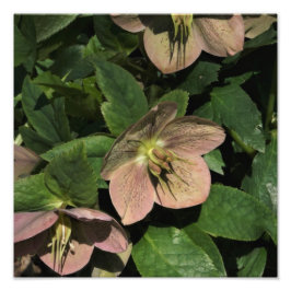 12 x 12-inch roze hellebore foto afdruk