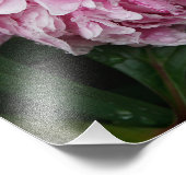 12 x 12-inch roze pony foto afdruk (Hoek)