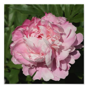 12 x 12-inch roze pony foto afdruk