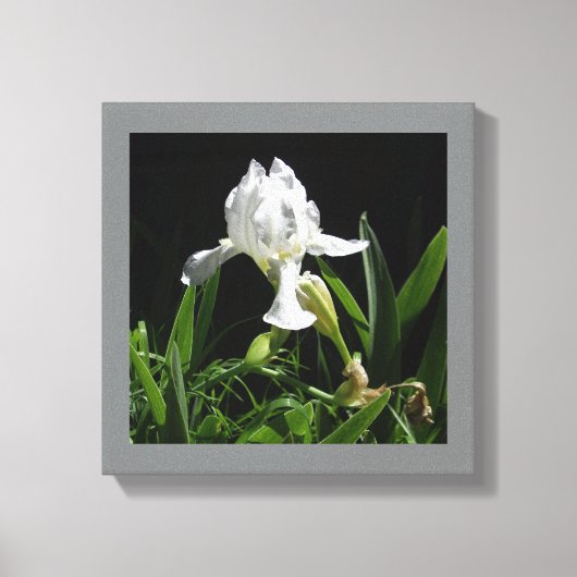 12" x 12" witte iris op zwarte achtergrond foto canvas afdruk (Voorkant)