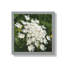 12 "x 12" Witte Koningin Ann's Kant Foto