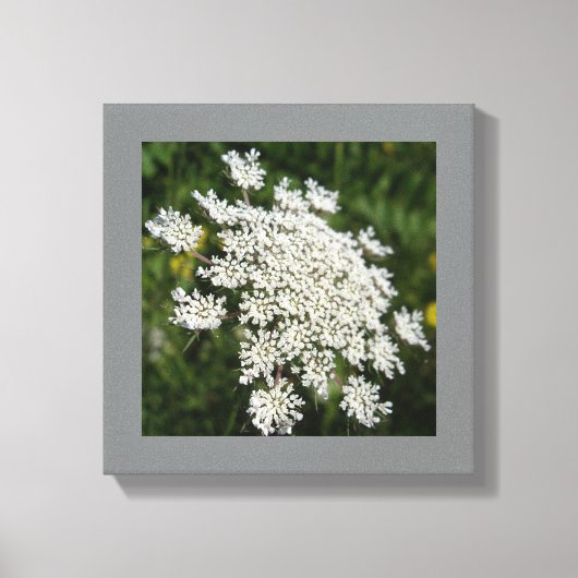 12 "x 12" Witte Koningin Ann's Kant Foto Canvas Afdruk (Voorkant)