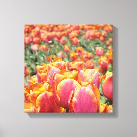 12x12 canvaskunstdrukken Tulp Flowers vierkant can Canvas Afdruk (Voorkant)