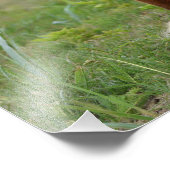 12x12 foto van vos afdruk (Hoek)