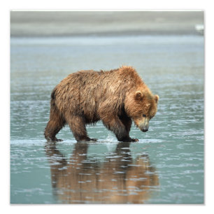 12x12 Satin foto van grizzly beer Afdruk