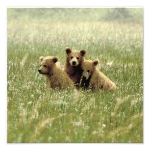 12x12 Satin foto van grizzly beer cubs Foto Afdruk