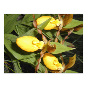 12x16 Foto afdrukken