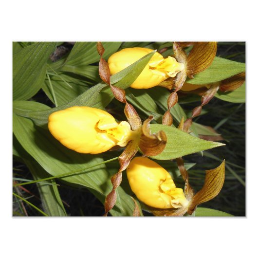 12x16 Foto afdrukken (Voorkant)