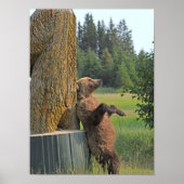 12x16 Poster grizzly beer (Voorkant)