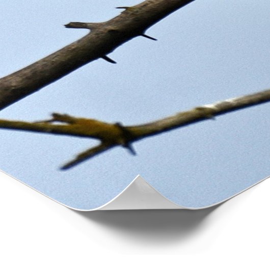 12x16 Poster (Matte) met adelaar (Hoek)