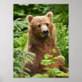 12x16 Poster (Matte) met grizzly beer (Voorkant)