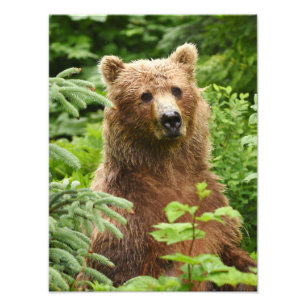 12x16 Satin finish foto van grizzly beer Afdruk
