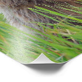 12x16 Satin finish foto van grizzly beer cub Afdruk (Hoek)