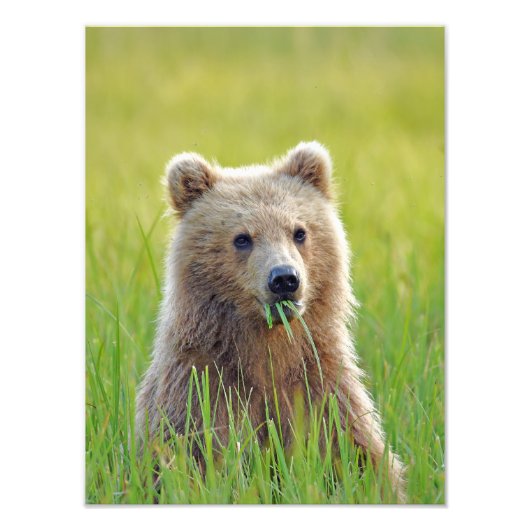 12x16 Satin finish foto van grizzly beer cub Foto Afdruk (Voorkant)