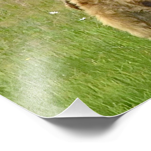 12x16 Satin finish foto van grizzly beer cubs Foto Afdruk (Hoek)