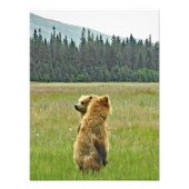 12x16 Satin finish foto van grizzly beer cubs Foto Afdruk (Voorkant)
