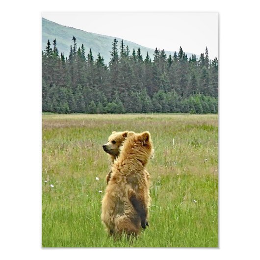 12x16 Satin finish foto van grizzly beer cubs Foto Afdruk (Voorkant)