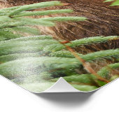 12x16 Satin finish foto van grizzly beer Foto Afdruk (Hoek)