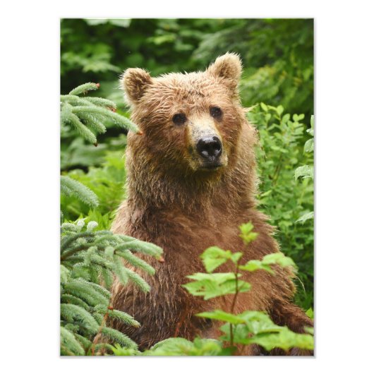 12x16 Satin finish foto van grizzly beer Foto Afdruk (Voorkant)