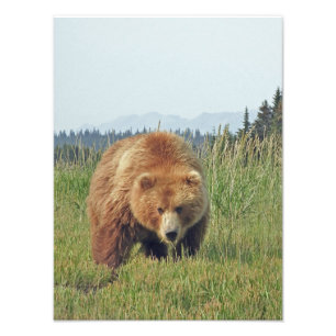 12x16 Satin finish foto van grizzly beer Foto Afdruk
