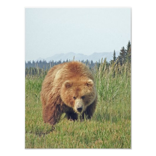12x16 Satin finish foto van grizzly beer Foto Afdruk (Voorkant)