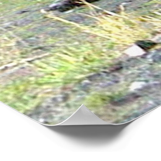 12x36 Poster papier (Matte) met grizzly beer (Hoek)