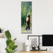 12x36 Poster papier (Matte) met grizzly beer (Thuiskantoor)