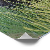 12x36 Poster papier (Matte) met grizzly beer cub (Hoek)