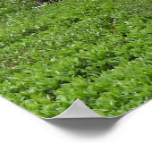 12x36 Poster Papier (Matte) met vloeiend papier (Hoek)