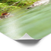 12x8 Satin foto van eenden en eenden Afdruk (Hoek)