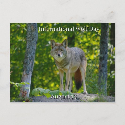 13 augustus: Internationale dag van de wolf Feestdagenkaart (Voorkant)