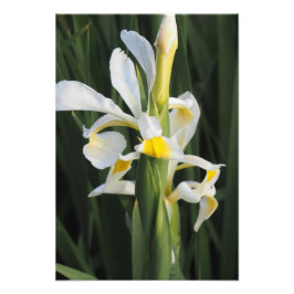 13"x19" Iris Foto Afdruk