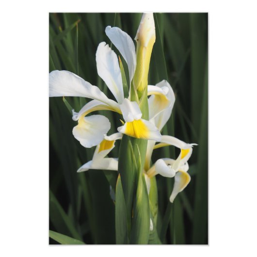 13"x19" Iris Foto Afdruk (Voorkant)